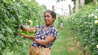 Spiny gourd . Gourd is very tasty when made this way .village kitchen recipe