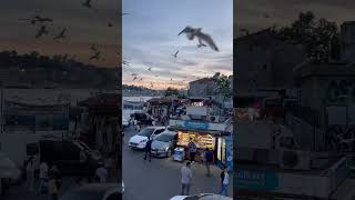 Mesmerizing Evening ✨ Watch as a multitude of seagulls gracefully soar through the sky  #istanbul