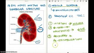504 FA 12 : KIDNEY ANATOMY AND GLOMERULAR STRUCTURE