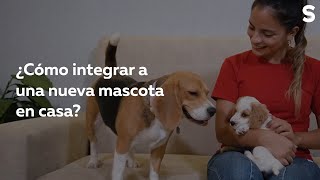 Cómo integrar a una nueva mascota en casa