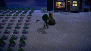 Catching a tarantula - Animal Crossing New Horizons