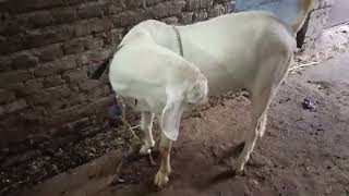 goat fram ki new video...9627567854