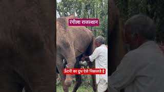 ऊँटनी का दूध कैसे निकालते है ? #camel #marwadi #rajasthani #animals #drsureshjangir