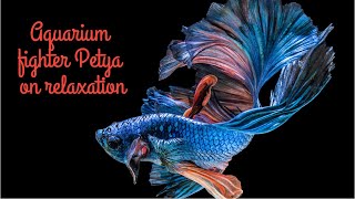 Aquarium fighter Betta Petya on relaxation