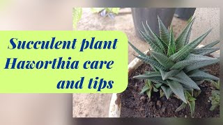 succulent plant haworthia plant . सक्यूलेंट प्लांट हावर्थिया।