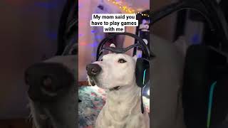 #dogs #funny #meme #spooky #cute #pets #dogsofyoutube #roblox (720p)