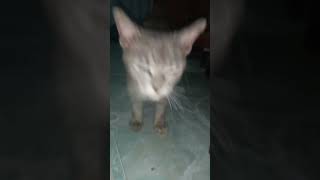 Nemu kucing