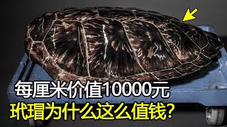 海洋中的“黄金”，每厘米价值上万元，玳瑁为什么能这么值钱？