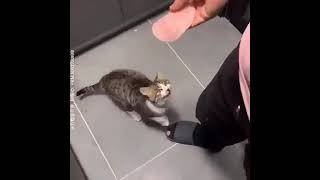 Cat Gets Backhanded With Bologna