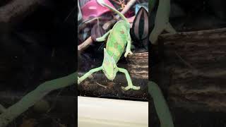 FASTEST CHAMELEON EVER SEEN #chameleon #reptiles