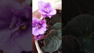 #africanviolets#beautifulflowers#garden#nature#rainforest#gardening