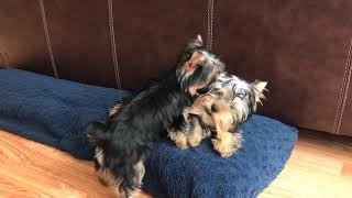 Two Yorkies