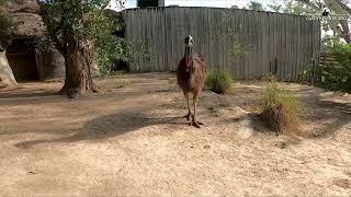 Tobin the cassowary