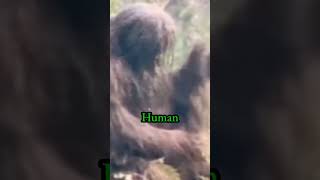 Bigfoot: The Evidence that Will Blow Your Mind