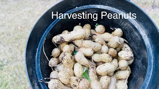 Harvesting Peanuts #peanuts, #explore, #zone7b