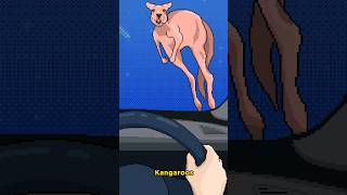 Kangaroos jump into oncoming cars ☹️🦘