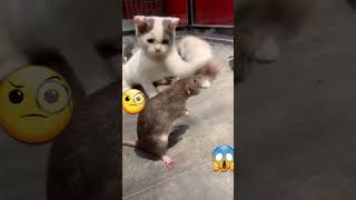 TIKUS DITAMPAR KUCING😱🤣 #shorts #short #trending #tiktok #viral