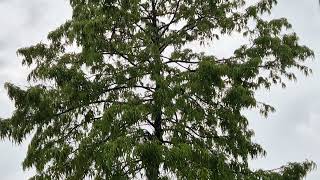 beautiful rain view , rainfall in chittorgarh video , rainy day nature view , chittorgarh ki barsaat