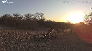 08 September 2024 kudu