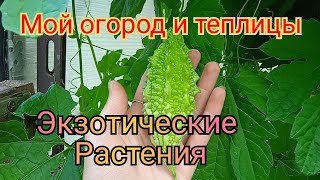 Экзотические фрукты в открытом грунте. И не только. Теплица