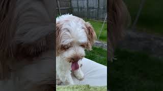 Dog eating ice cream #dogs #puppy #dogactivity #cute #icecream #shorts