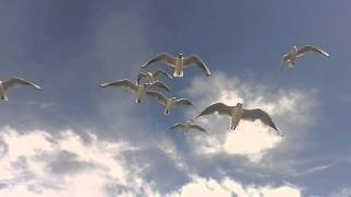 Seagulls In The Air