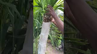 How I mounted an orchid inside a bamboo cavity #gardening #orchids #gardeningvlogs #gardeningvideos