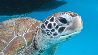 Snorkeling in Carlisle Bay Barbados