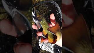 HUGE BROOK TROUT IN TINY CREEK