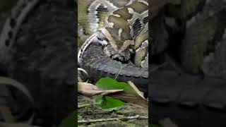 Anaconda swallow a crocodile very scary #anaconda #crocodile