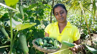 Growing Cucumber 🥒 Here are the flavors of growing cucumbers. .village kitchen recipe