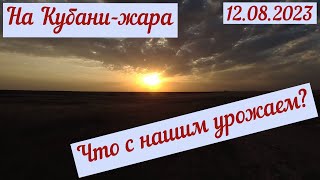 Жара. Наш урожай на Кубани(12.08.2023)