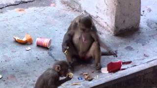 Embarrassed monkey in Delhi train station