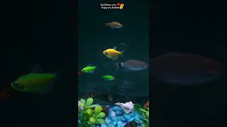 Beautiful Home Fish Aquarium #love #aquarium #home #shorts #fish #baby #cute  #youtubeshorts