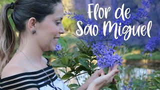 FLOR-DE-SÃO-MIGUEL ou VIUVINHA | Curiosidades e dicas de cultivo