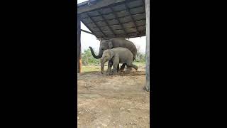 So lovely 😍... Mother & Baby Elephant 🐘 Ganapati Bappa Moriya🙏 #shorts