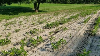 June 27th looking at Soybeans 🌱🌱🌱