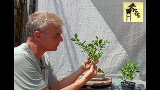 Ficus macrocarpa bonsai - 3