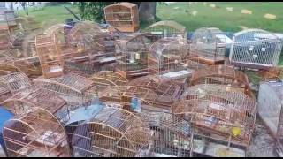 Guarda Civil Ambiental de São Bernardo do Campo apreende 104 aves silvestres