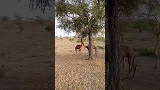 #desert #beautiful #camel #video #viral