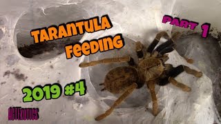 Tarantula Feeding #4 2019 pt1