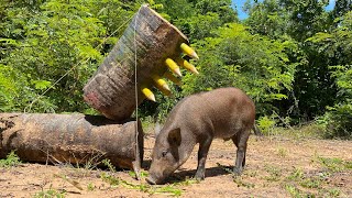 Build Unique Primitive Wild boar Trapping Tool Using Palm tree&BigWood #shortvideo