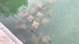 Fever Of Cow Nose Rays In A Skinny Siesta Key Canal