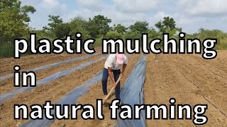 Natural farming mulching #agriculture #agricultura #agri