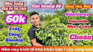 10-10☎️0379703239 gặp Thuận🌲Giao Lưu mai vàng giá rẻ chơi Tết Cúc hoàng đế-Giảo siu nụ cây 60k🌲