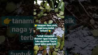 OH Kaget Ada Sisik Naga Di Pohon,,!! #shorts #subscribe #tanamanherbal