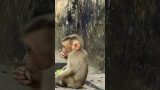 #babymonkey #angkorwat #animals #battambang