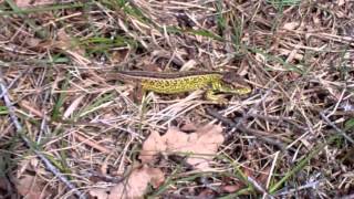 Hagedissen & Reeën in de Duinen. Lizards & Roe Deer Coastal sand Dunes.14 april 2012