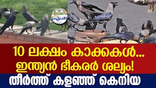 Bad news for Indian crows in Kenya: Country vows to kill a million of them in next six months