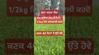 Kanak di sasti sapry , sab to sasta growth promoter #farming #plants